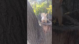белковый сериал. где орех? #squirrel