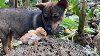 Abandoned chicks and dog attention!love dog❤️❤️#dog #viral #chicken #video