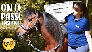 UN DIPLOME OBLIGATOIRE POUR ACHETER UN CHEVAL ?! on le passe ensemble 🤓