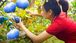 How to Harvesting, Bean roots, Go to the market to sell, Forest life