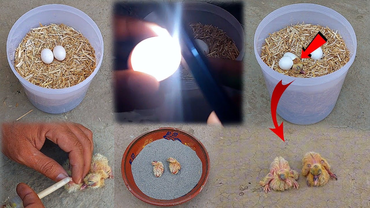 Pigeon eggs were picked up and placed in the sun. After 18 days, baby pigeons hatched from the eggs