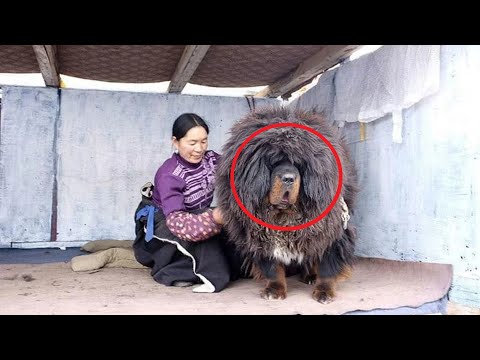Video: Jména čínských psů