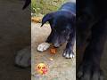 Baby dog 🐕 #viral #puppy #shorts #subscribe