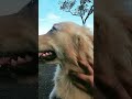 මැණික ❤️😘#goldenretriever #doglover #relaxing #shiney #trendingshorts #viralvideo #pets #trend