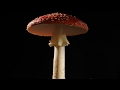 Fly agaric mushroom growing time lapse  amanita muscaria fungi toadstool