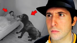 C'È QUALCOSA CHE NON VA NEL SUO CANE REACTION ...