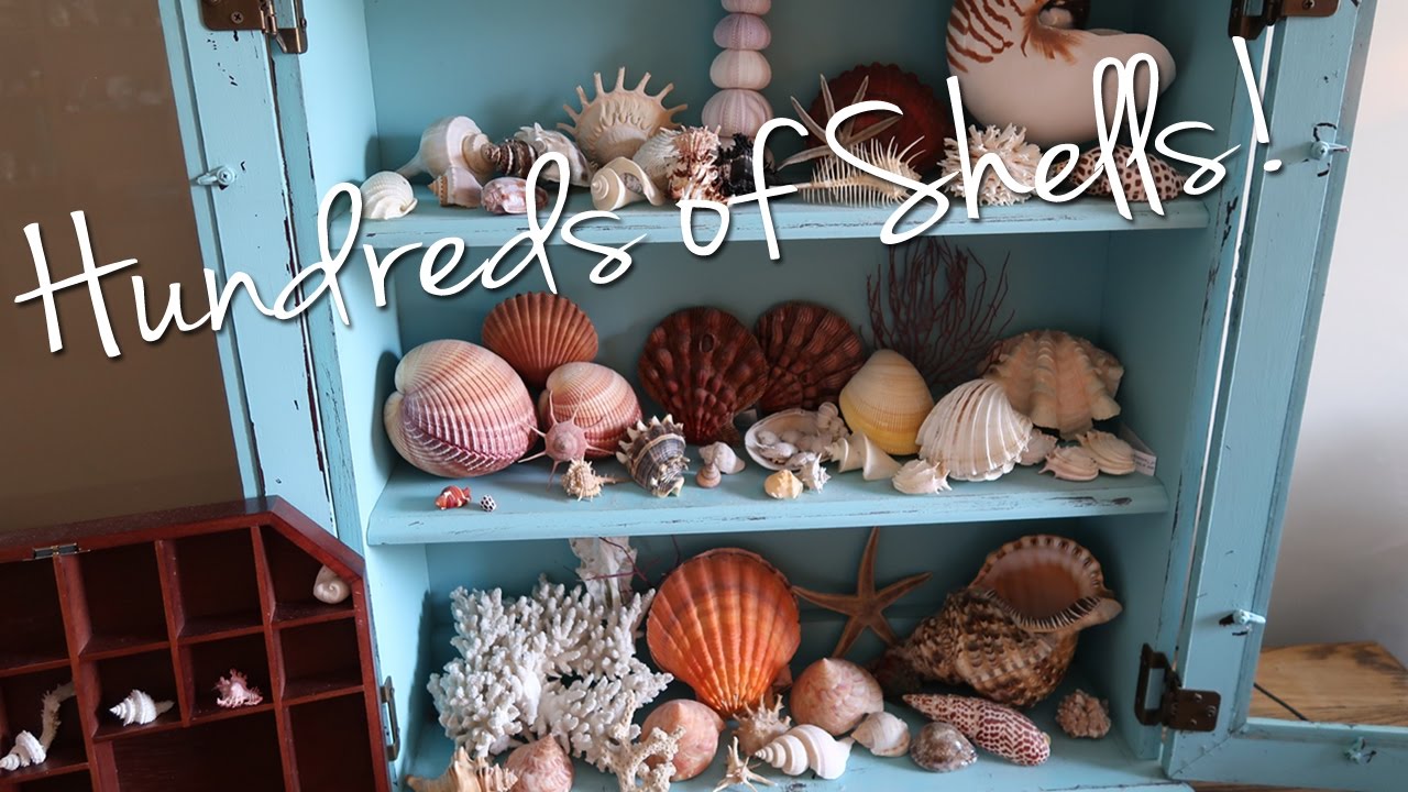 A Collection of Sea Shells in a Seashell