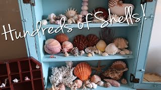 🐚 A Collection of HUNDREDS of Seashells!! 🐚