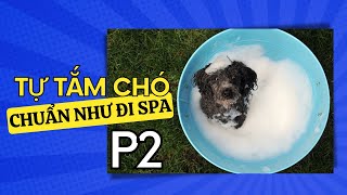 Cách Tắm Cho Chó Con | sữa tắm cho chó | hướng dẫn tắm cho chó poodle