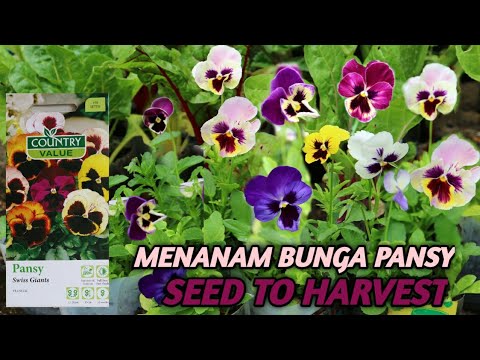 Video: Bunga pansy - ungu