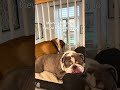 decision made 🐾 #monday #bulldogs #mood