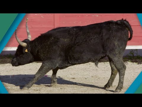 Video: How Bulls See