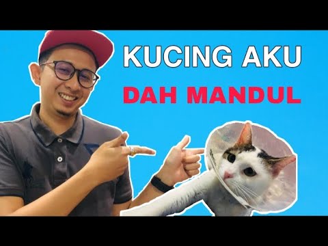 Video: Berapa Kos Menghidupkan Kucing?