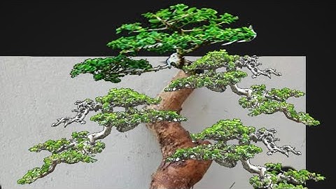 Demo bonsai ngay  trên điện thoại đơn giản nhất