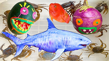 Kem Ốc Chanel nuôi thú cưng con cá két đỏ bị quái vật dưa hấu và con cá mập cắn, con cua, con rùa.