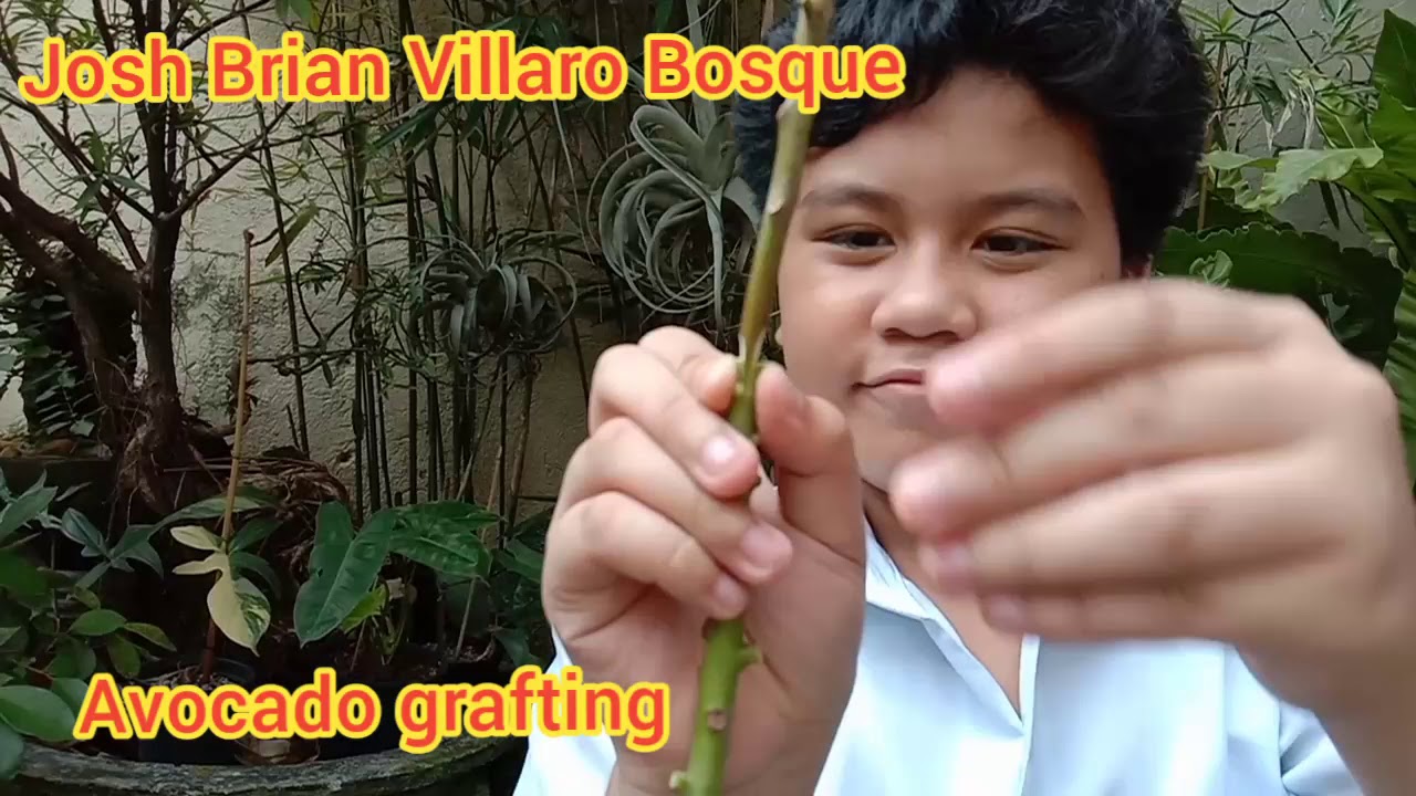 Plant Propagation ||avocado grafting || sampaloc marcotting || seeding
