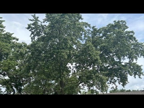 1735 Highland Boulevard, Hoffman Estates, IL home video tour