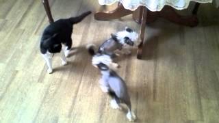 Кот - охотник на маленьких китайских хохлатых Кот - охотник на маленьких китайских хохлатых