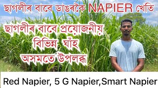 ছাগলীৰ বাবে দৰকাৰ ডাঙৰকৈ NAPIER খেতি ॥ NAPIER CUTTING IN ASSAM॥Red Napier॥Super Napier॥Smart Napier॥