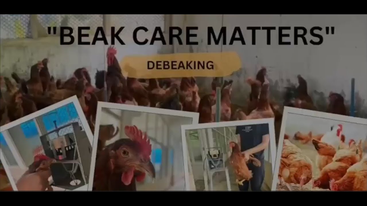 Debeaking In Poultry Its Importance And Procedure YouTube debeaking-in-poultry-its-importance-and-procedure-youtube