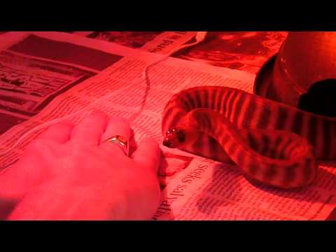 hatchling woma tricks owner.