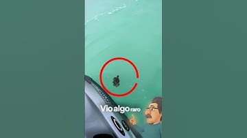 ENCONTRÓ una Tortuga Herida y Logró Salvarla