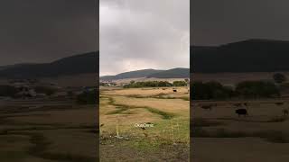 Köyde Akşam Saati Nahırın Eve Dönüşü Öy Öyhayatı