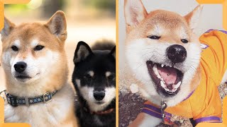 Shiba Inu Funny Videos Compilation | Try Not To Laugh