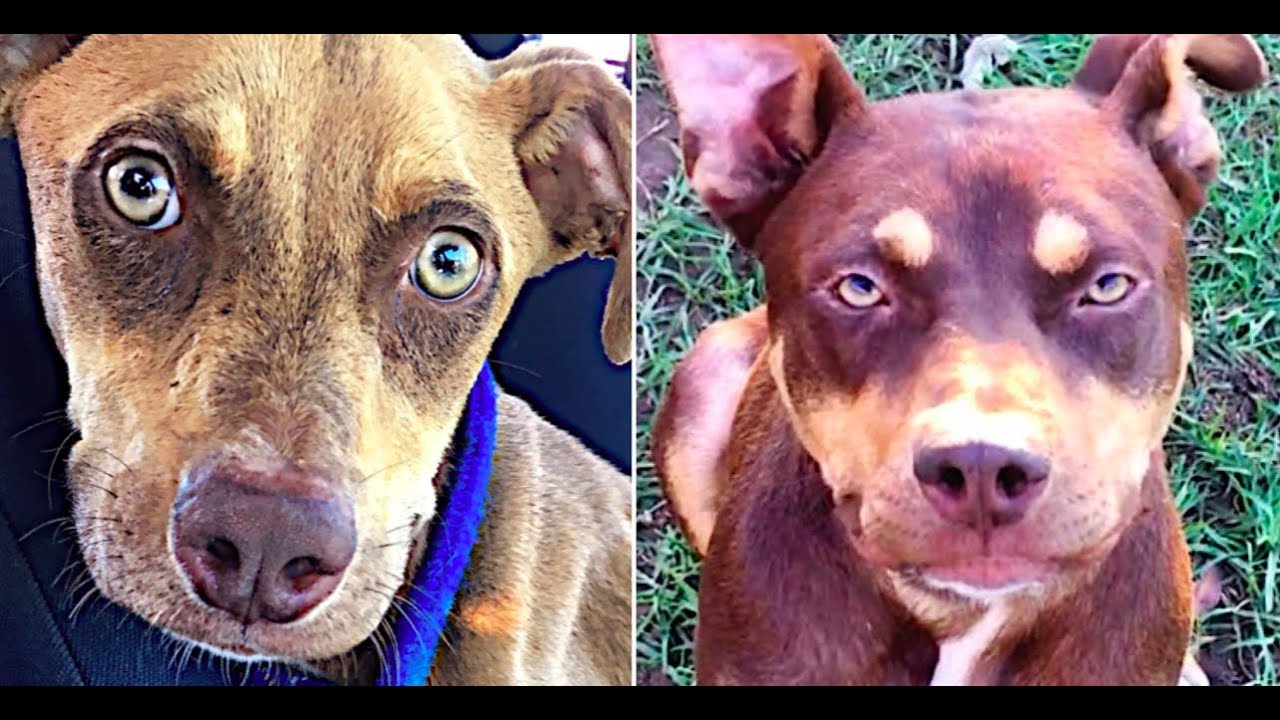 Rescue Pit bull The Difference Love Can Make YouTube
