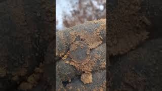 Немецкие монеты из блиндажа #digging #metaldetecting #shortsyoutube #коп #ww2 #metaldetector