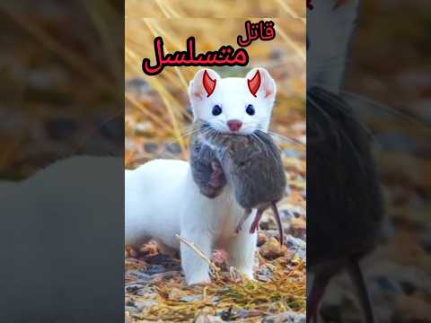 ليه العرسه المصرية اسوء مفترس صادم