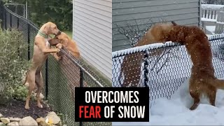 Dog Who's Scared Of Snow Overcomes Fear To Say Hi To Her Best Friend by People Are Wholesome 264 views 2 years ago 2 minutes, 50 seconds