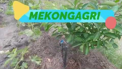 MK20 -BÉC TƯỚI GỐC CHI PHÍ THẤP, HIỆU QUẢ CAO, DỄ DÀNG THAY ĐỔI BÁN KÍNH TƯỚI