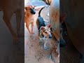 #puppy #eatbread #rescuedog
