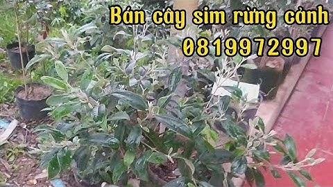 Bán giống cây sim rừng toàn quốc giá sỉ lh 0819972997