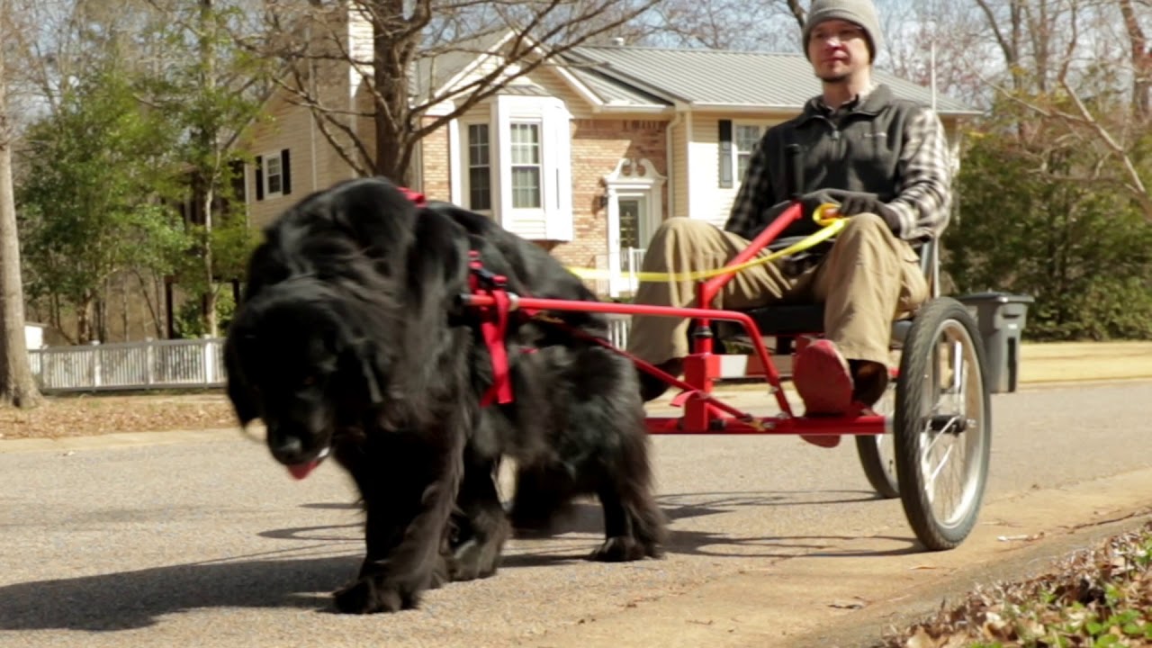 newfoundland pulling cart