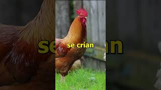 Grupos de Animales y sus Nombres
