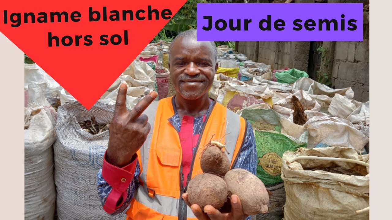 Semis de nos ignames en hors sol: astuce de protection des boutures