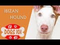 Dogs 101 - IBIZAN HOUND - Top Dog Facts About the Ibizan Hound