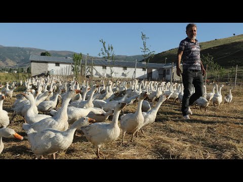 Kaz çiftliği kurdular, yurt dışından gelen taleplere yetişmeye çalışıyorlar