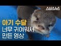 사육사 언니 품에 새끼 쏙 넣고 도도도 도망가는 수달 / Mother Otter Makes Breeder Babysit Her Children