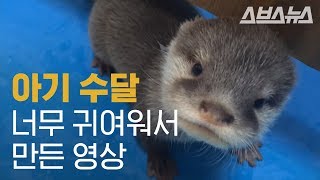 사육사 언니 품에 새끼 쏙 넣고 도도도 도망가는 수달 / Mother Otter Makes Breeder Babysit Her Children