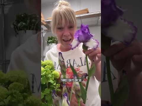 German Bearded Iris
