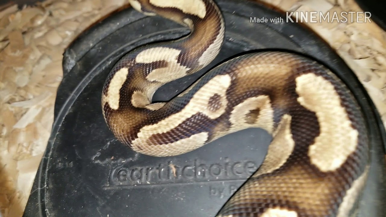 geckos food Vlog#211 Geckos and Ball pythons