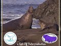 Elephant Seals of Piedras Blancas