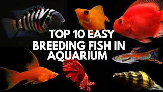 You can Breed These Fishes Easily in Aquarium Tanks...