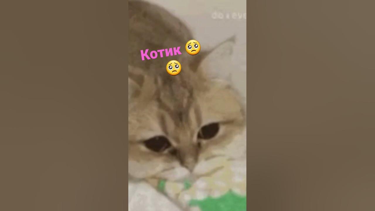 коот - YouTube