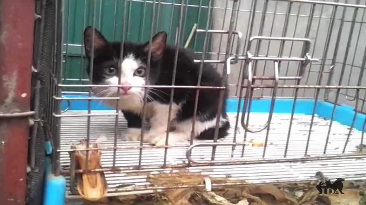 cat meat