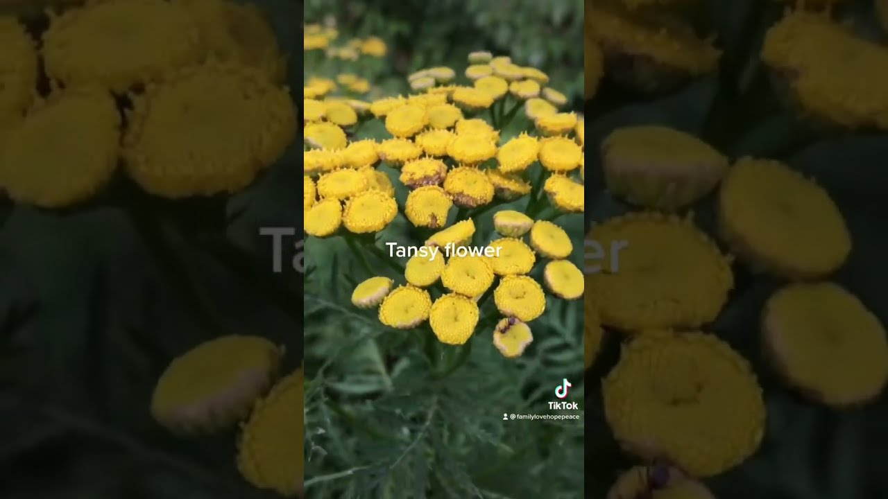 What Is Tansy Used For?