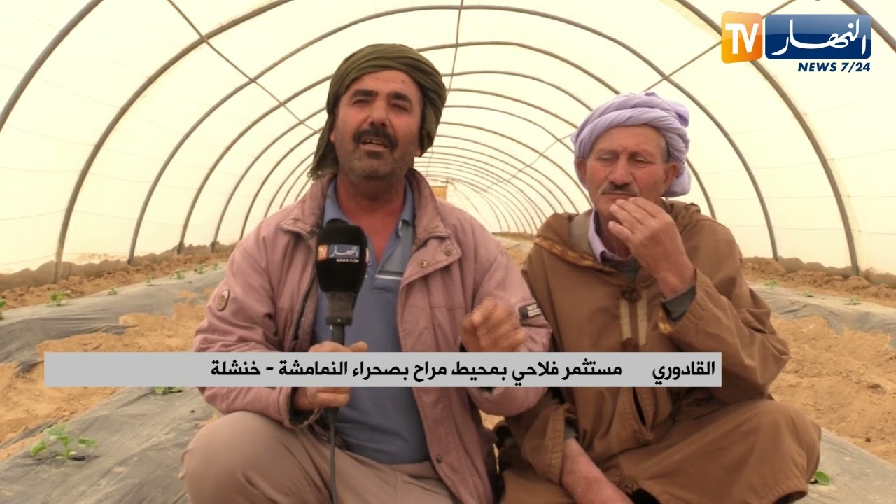 خنشلة : إنتاج وفير للفول الأخضر والجلبان بصحراء النمامشة